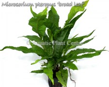 Microsorium pteropus broad leaf